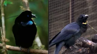 Království divočiny: Rajky, Papua Nová Guinea