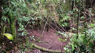 Království divočiny: Rajky, Papua Nová Guinea