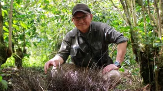 Království divočiny: Rajky, Papua Nová Guinea