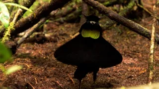 Království divočiny: Rajky, Papua Nová Guinea