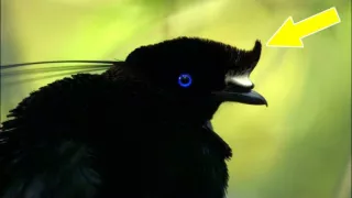 Království divočiny: Rajky, Papua Nová Guinea