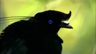 Království divočiny: Rajky, Papua Nová Guinea