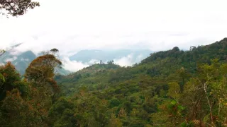 Království divočiny: Rajky, Papua Nová Guinea