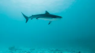 Žraločí královny