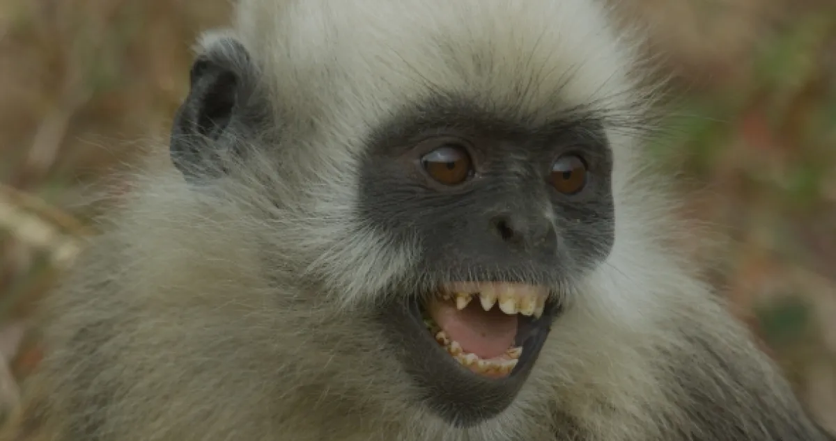 Tajné opičie kráľovstvo v Číne (China’s Secret Monkey Kingdom), 2020 - fotogaléria