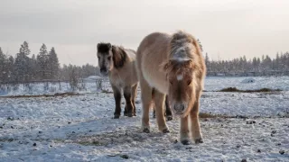Ojmiakon - príbeh najchladnejšieho ľudského sídla