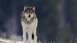 Začalo to v Yellowstone - národné parky USA a ich príroda