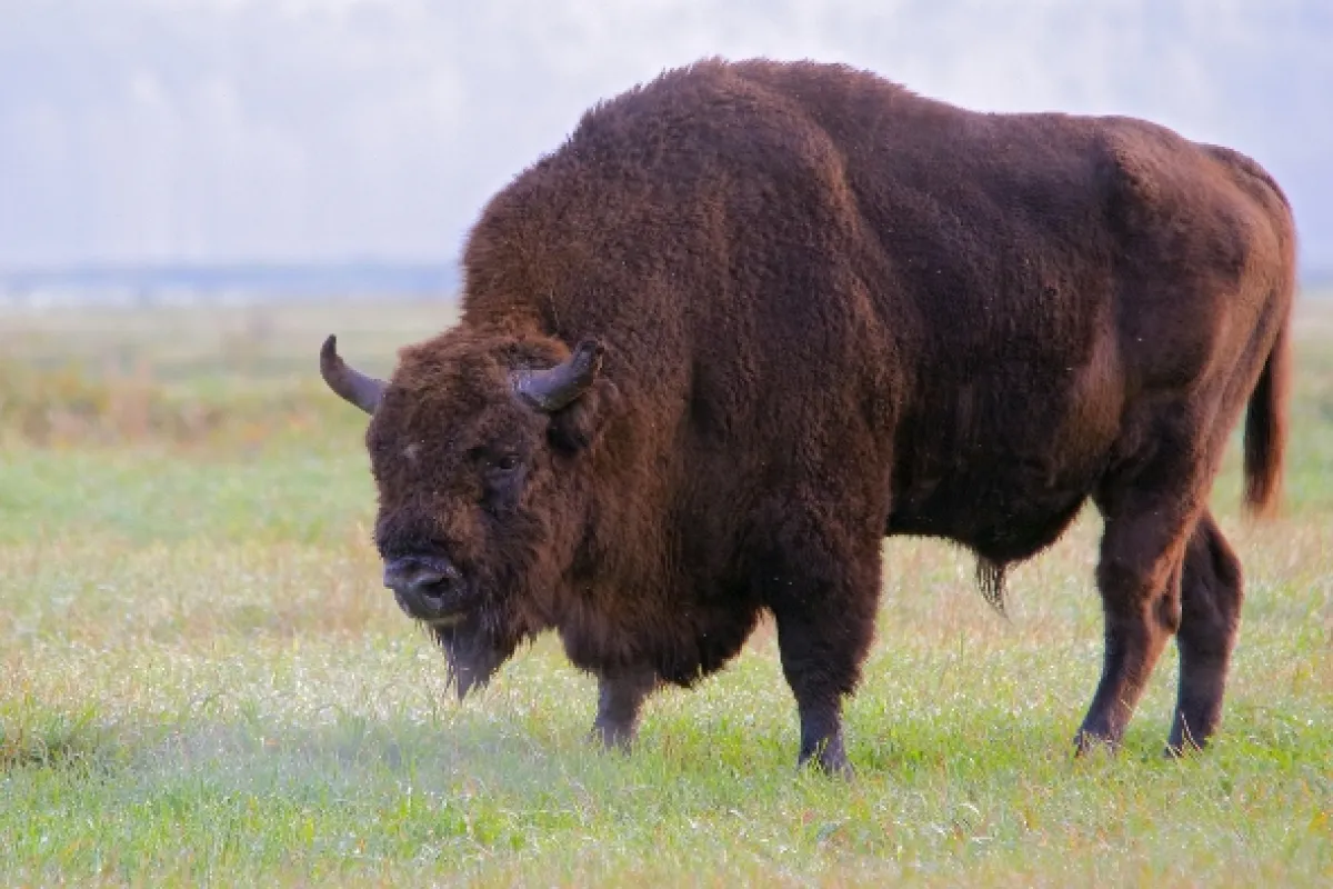 Zubor: Rytier starého lesa (European Bison: Knight of the Old Forest), 2020 - fotogaléria