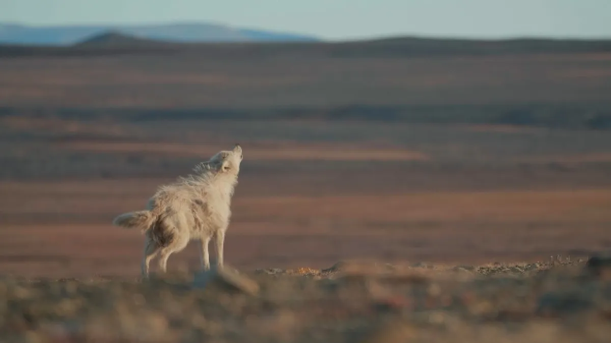 Kráľovstvo vlka arktického (Kingdom of The White Wolf), 2019 - fotogaléria