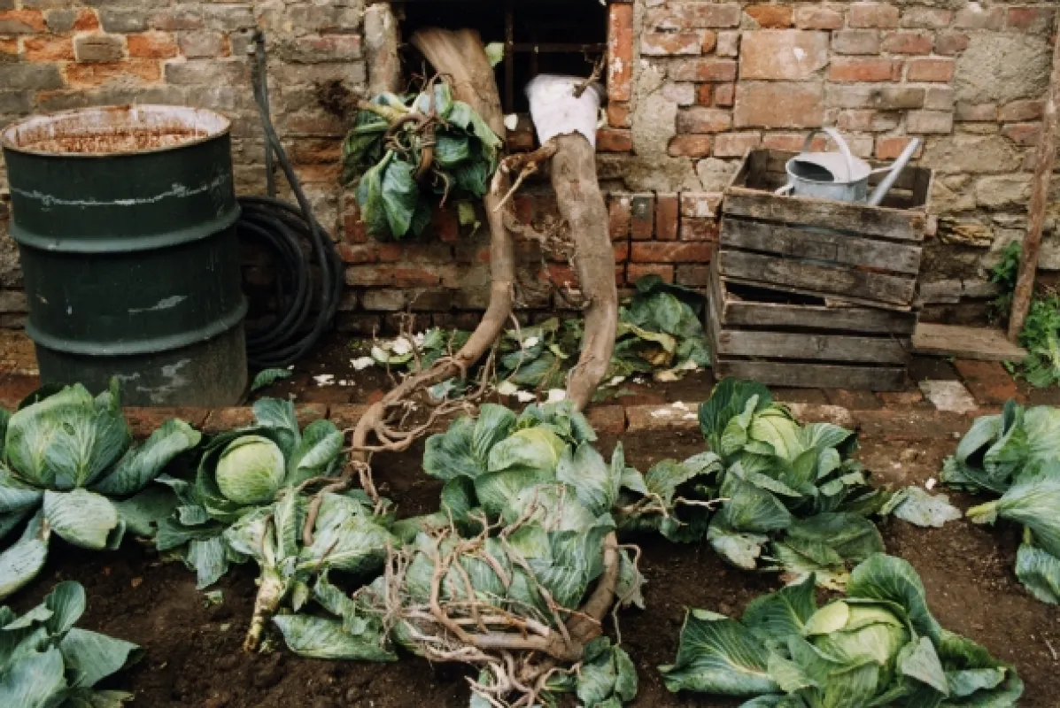 Otesánek, 2000 - fotogaléria