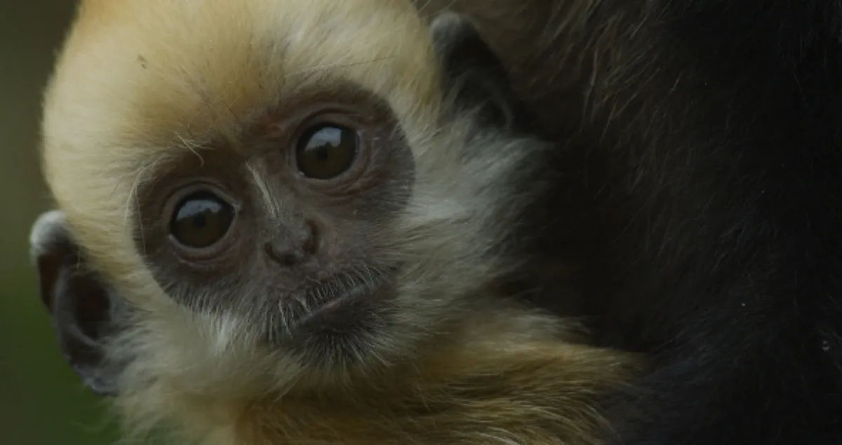Tajné opičie kráľovstvo v Číne (China’s Secret Monkey Kingdom), 2020 - fotogaléria