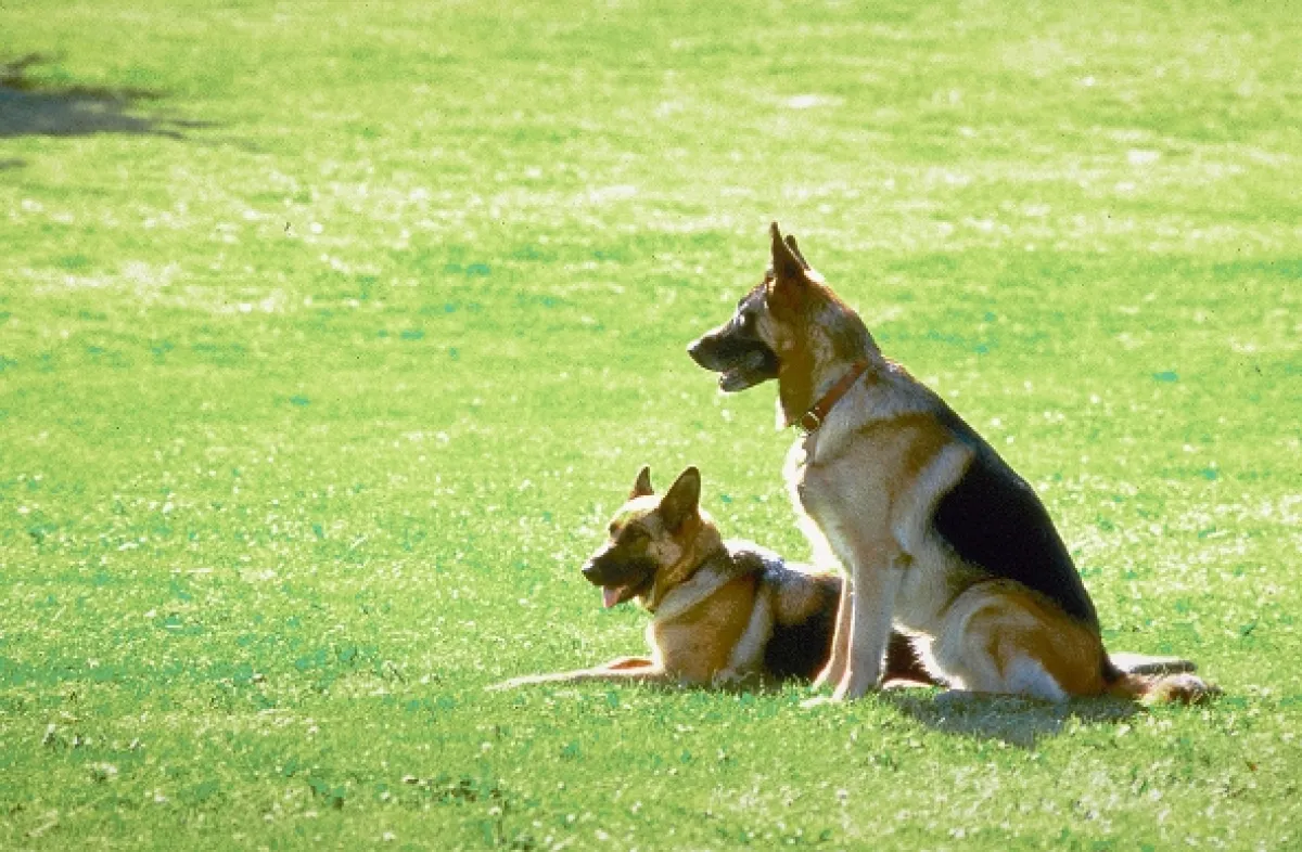 K-9: Súkromný detektív (K-9: P.I.), 2002 - fotogaléria