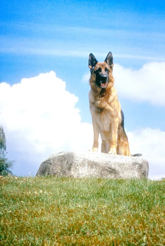 K-9: Súkromný detektív (K-9: P.I.), 2002 - fotogaléria
