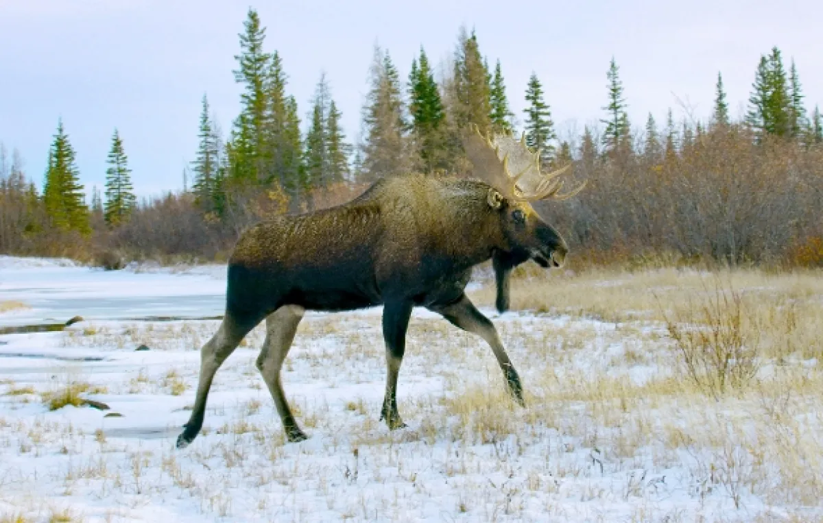 Jak přežít mráz v divočině (Wild Life: The Big Freeze), 2019 - fotogaléria