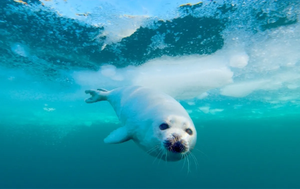 Jak přežít mráz v divočině (Wild Life: The Big Freeze), 2019 - fotogaléria