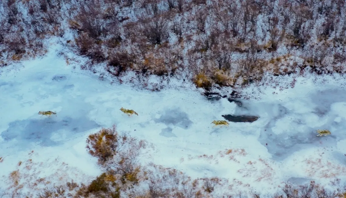 Jak přežít mráz v divočině (Wild Life: The Big Freeze), 2019 - fotogaléria