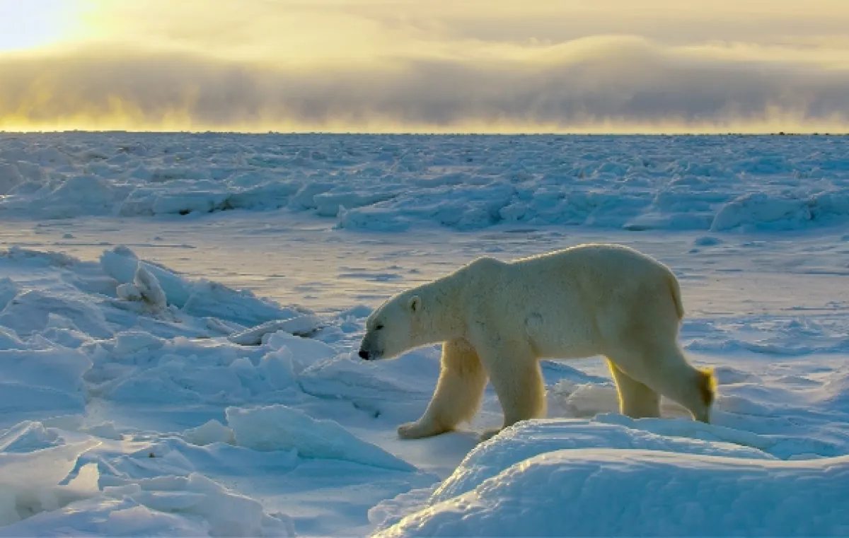 Jak přežít mráz v divočině (Wild Life: The Big Freeze), 2019 - fotogaléria
