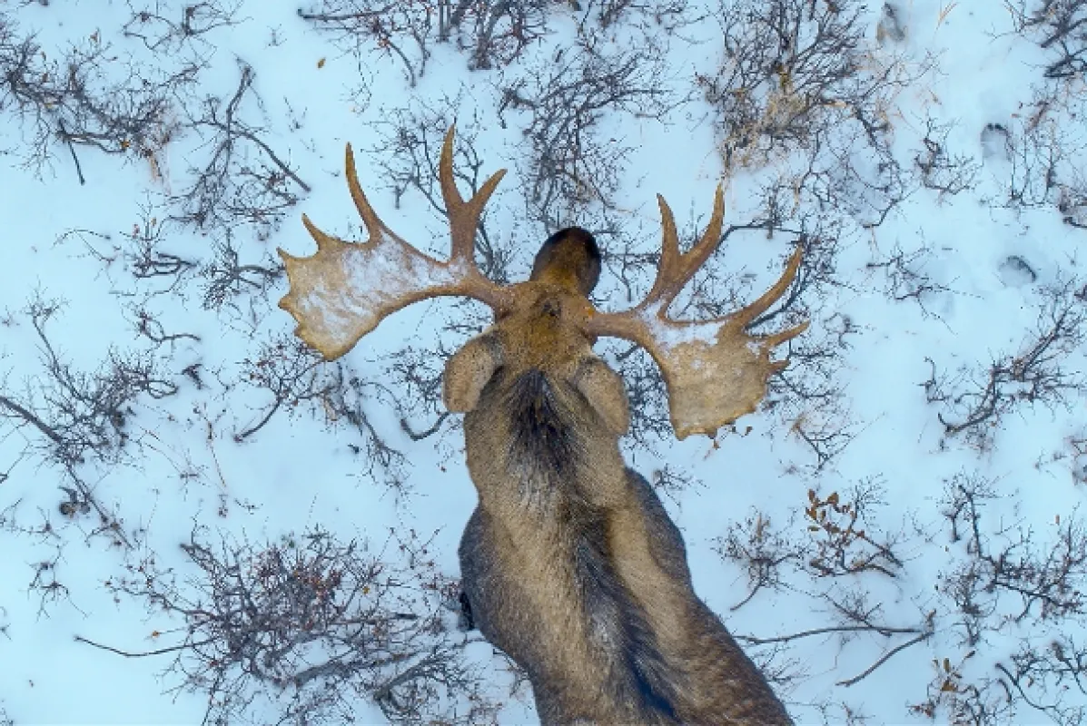 Jak přežít mráz v divočině (Wild Life: The Big Freeze), 2019 - fotogaléria