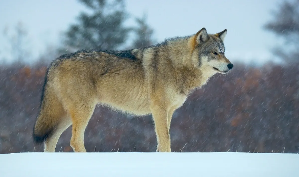 Jak přežít mráz v divočině (Wild Life: The Big Freeze), 2019 - fotogaléria