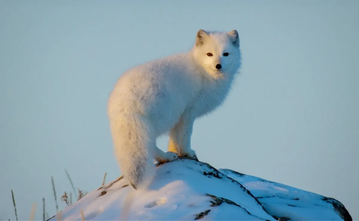 Jak přežít mráz v divočině (Wild Life: The Big Freeze), 2019 - fotogaléria