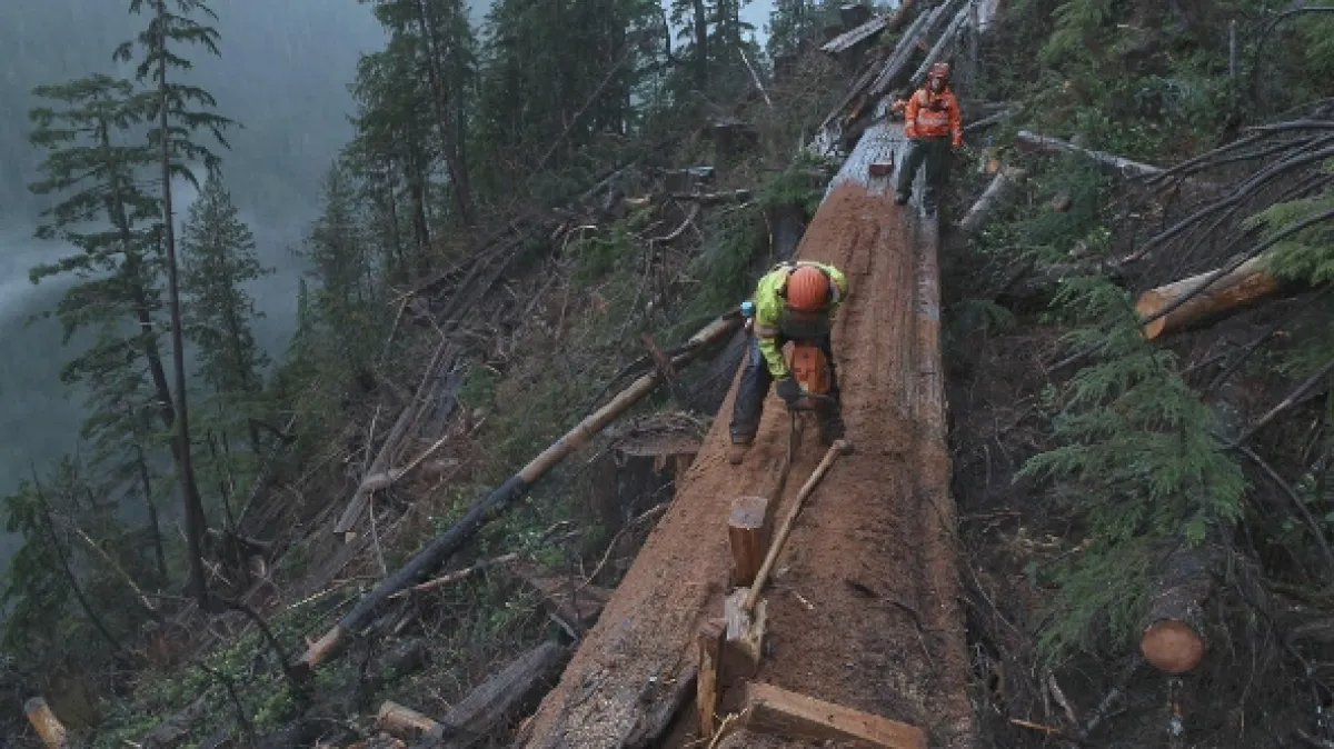 Dřevařští titáni (Timber Titans), 2024 - fotogaléria