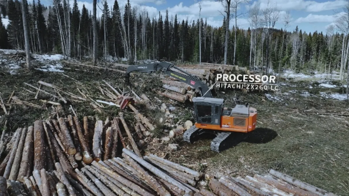 Dřevařští titáni (Timber Titans), 2024 - fotogaléria