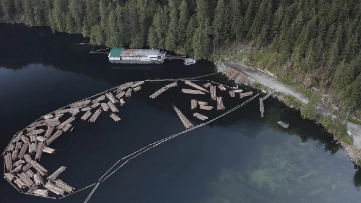 Dřevařští titáni (Timber Titans), 2024 - fotogaléria