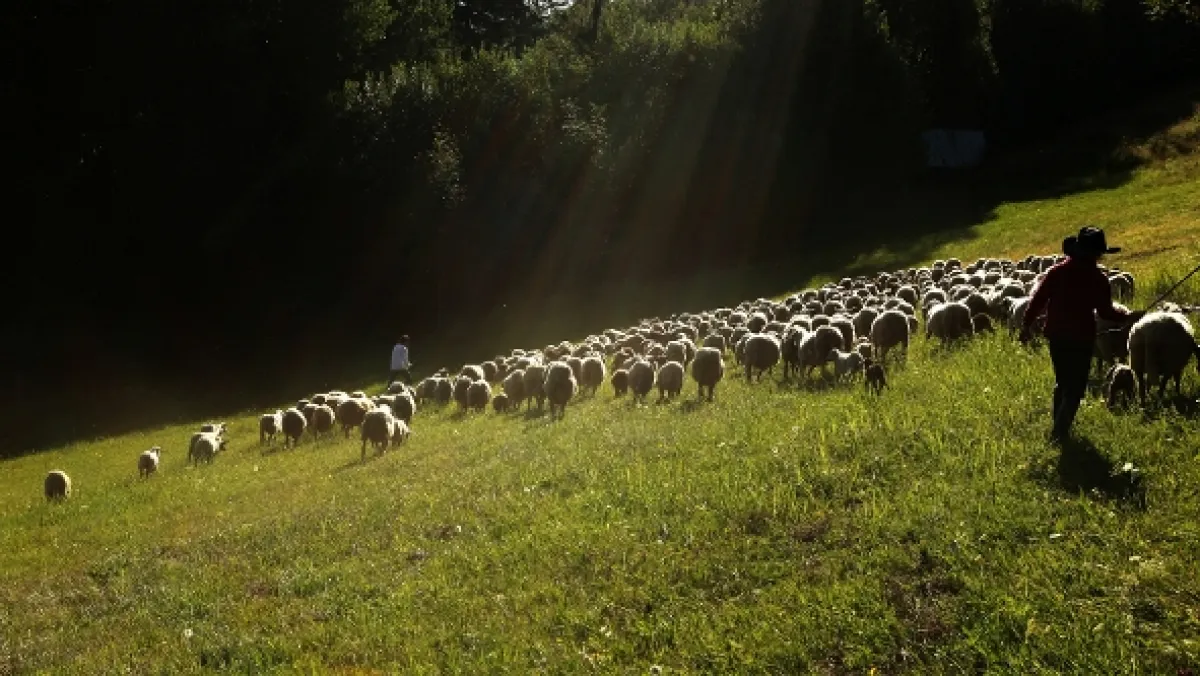 divoČINY, 2013 - fotogaléria