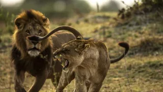 Okavango - rieka snov (3/4)