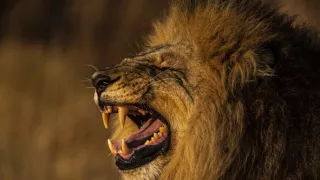 Okavango - rieka snov (3/4)