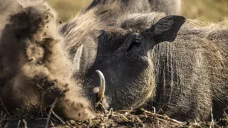 Okavango - rieka snov (3/4)