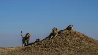 Okavango - rieka snov (3/4)