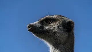 Okavango - rieka snov (3/4)