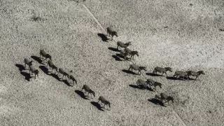 Okavango - rieka snov (3/4)