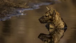 Okavango - rieka snov (3/4)