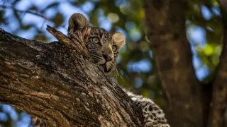 Okavango - rieka snov (3/4)