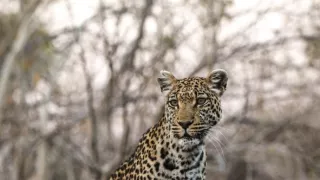 Okavango - rieka snov (3/4)