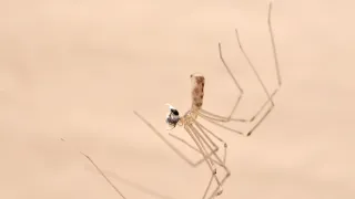 Divočina u nás doma