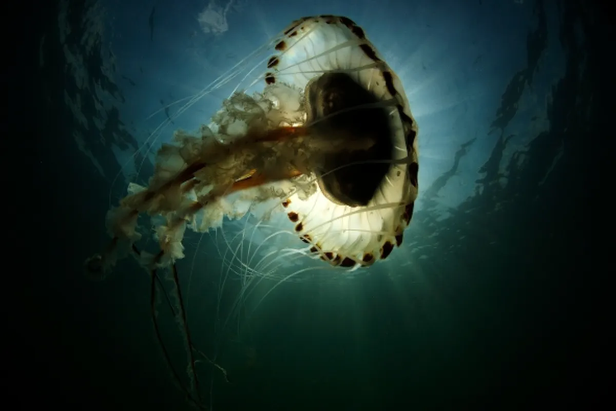 Tajemný severní Atlantik, 2023 - fotogaléria