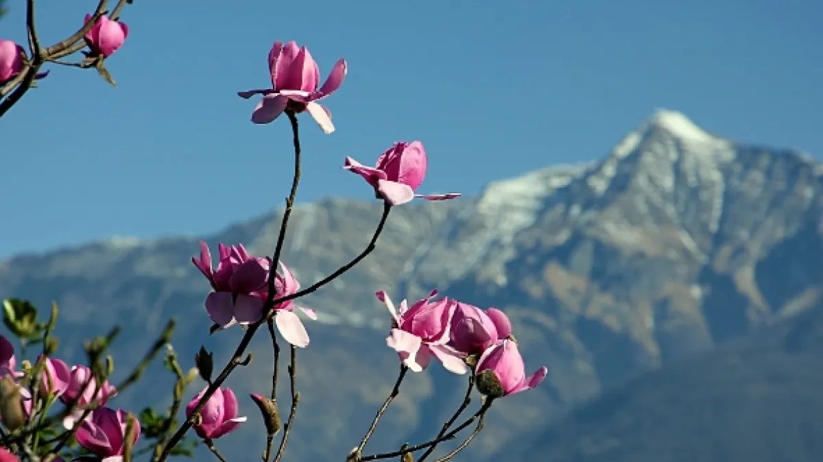 Divoké Švýcarsko (Wild Switzerland), 2018 - fotogaléria