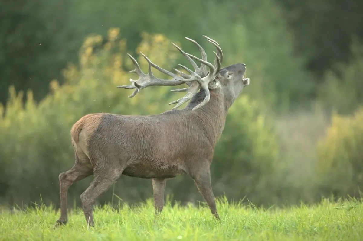 Jeleň: Symbol starého lesa (Red Deer: Sex Symbol of the Old Forest), 2020 - fotogaléria