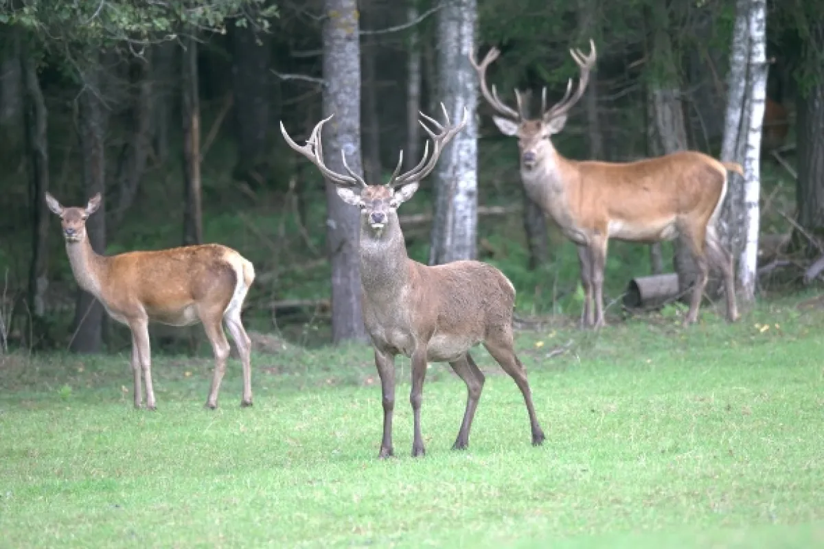 Jeleň: Symbol starého lesa (Red Deer: Sex Symbol of the Old Forest), 2020 - fotogaléria