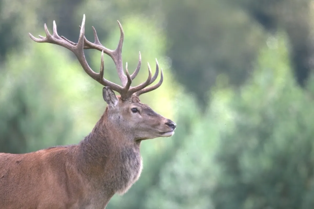 Jeleň: Symbol starého lesa (Red Deer: Sex Symbol of the Old Forest), 2020 - fotogaléria