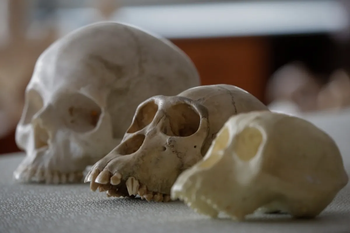 Evropská kolébka: Nový příběh evoluce (Out of Europe), 2019 - fotogaléria
