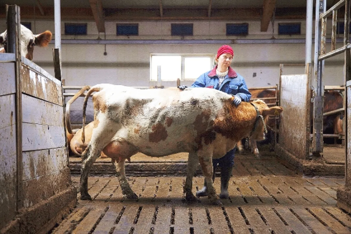 Daleko od Reykjavíku (Héradid), 2019 - fotogaléria