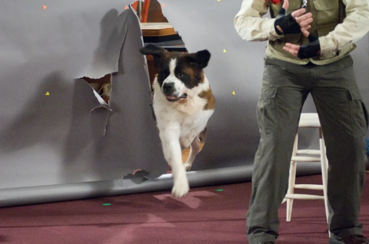 Beethoven: Velký trhák (Beethoven’s Big Break), 2008 - fotogaléria
