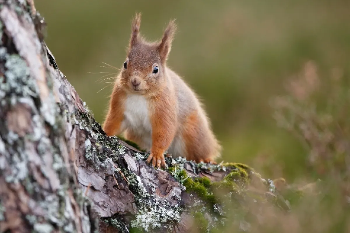 Divoké srdce Skotska (Wildheart: The Life and Times of a Scots Pine Tree), 2022 - fotogaléria