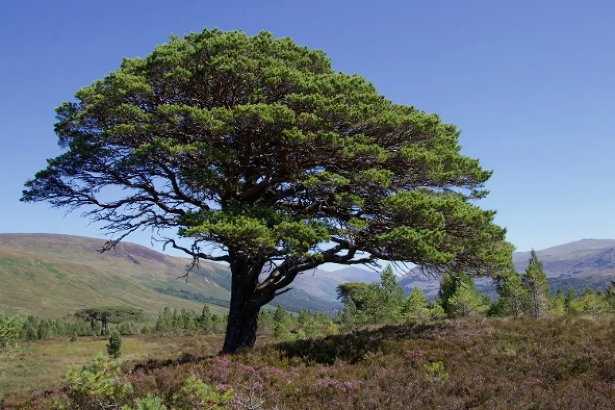 Divoké srdce Skotska (Wildheart: The Life and Times of a Scots Pine Tree), 2022 - fotogaléria