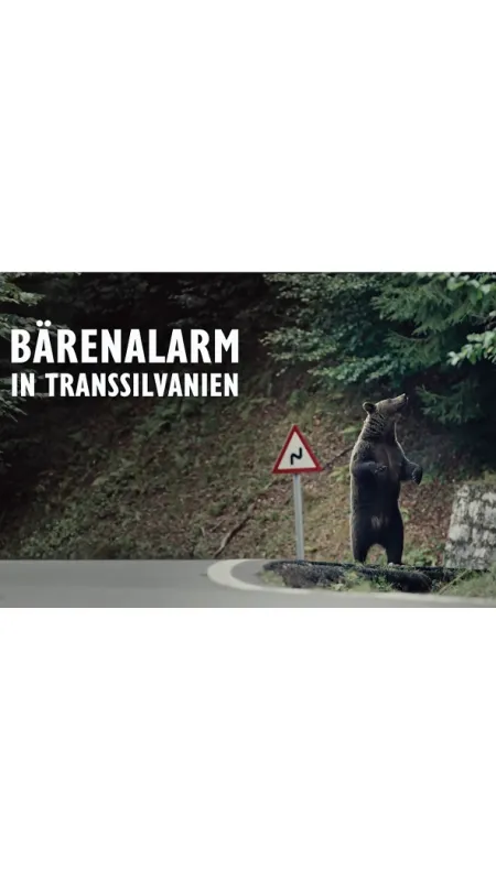 Rumunsko: Země medvědů (Backyard Bears of Transylvania), 2023 - fotogaléria