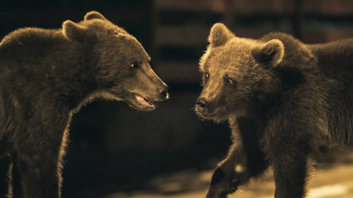 Rumunsko: Země medvědů (Backyard Bears of Transylvania), 2023 - fotogaléria